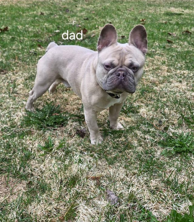 French Bulldog Puppies media 2