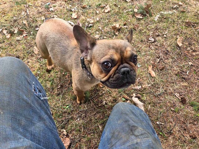 French Bulldog Puppies media 3