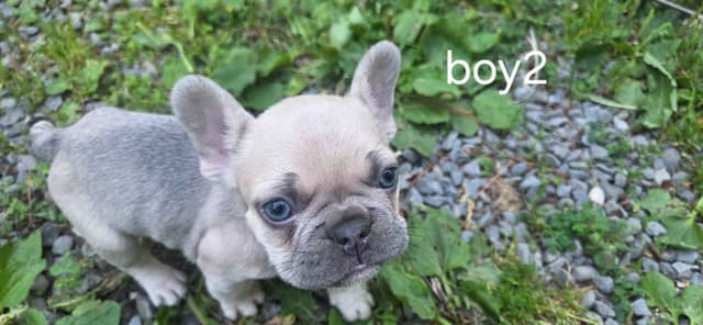 French Bulldog Puppies media 4