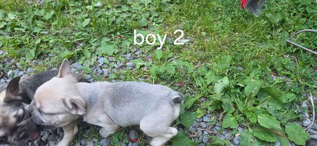 French Bulldog Puppies media 7