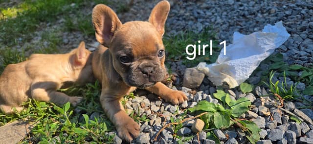 French Bulldog Puppies media 6