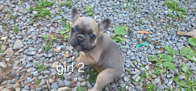 French Bulldog Puppies media 5