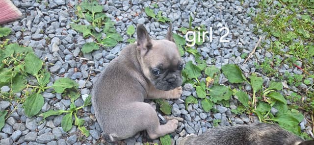 French Bulldog Puppies media 9