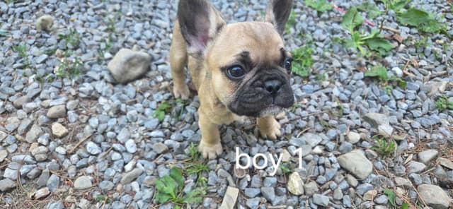 French Bulldog Puppies media 10