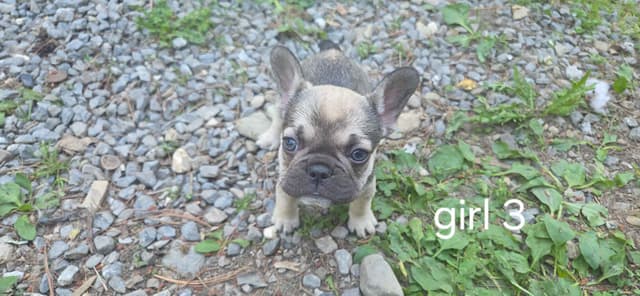 French Bulldog Puppies media 11