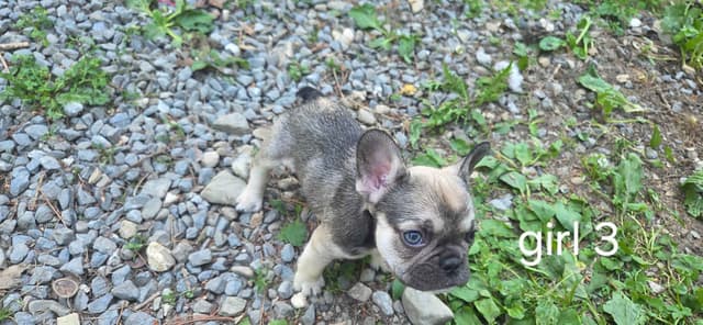 French Bulldog Puppies media 12