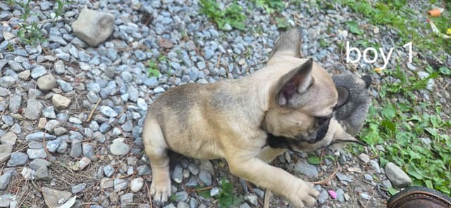 French Bulldog Puppies media 13