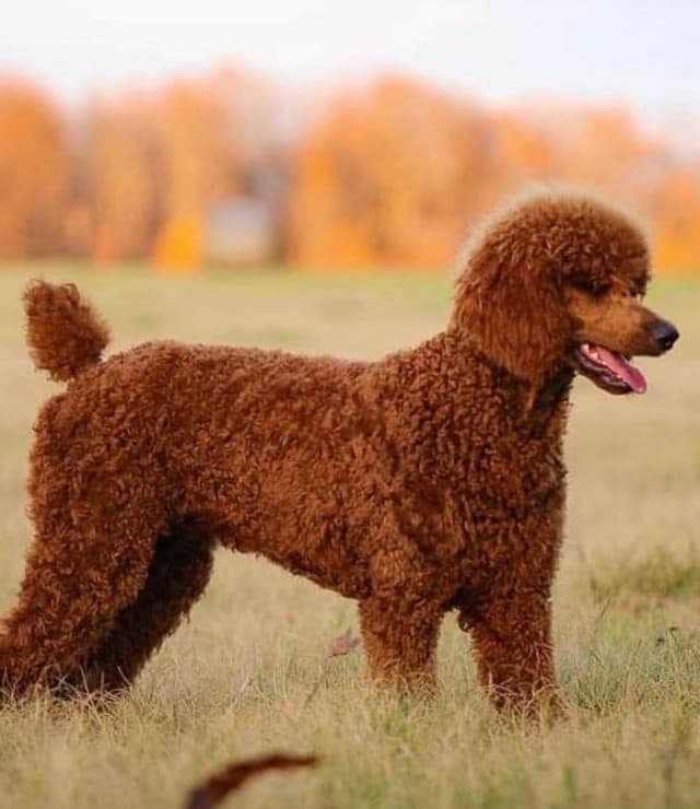 Sandy’s Amazing Bloodline Standard Poodle Puppies media 2