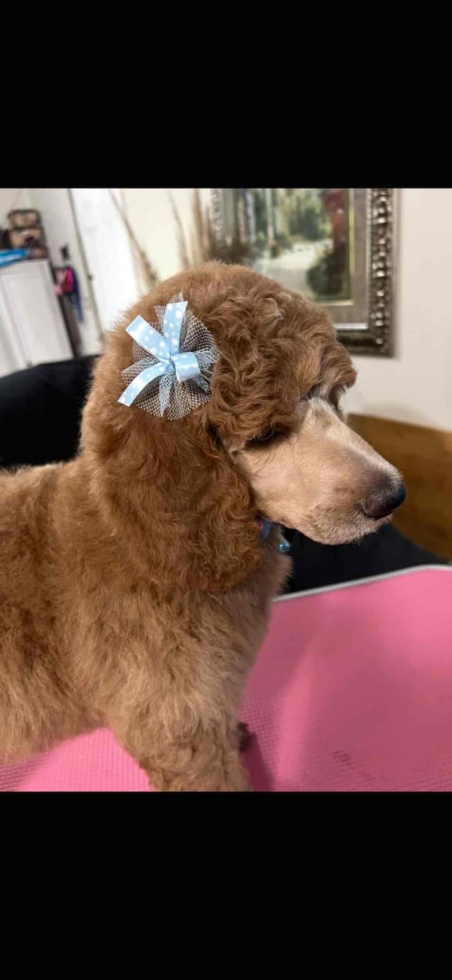 Sandy’s Amazing Bloodline Standard Poodle Puppies media 3