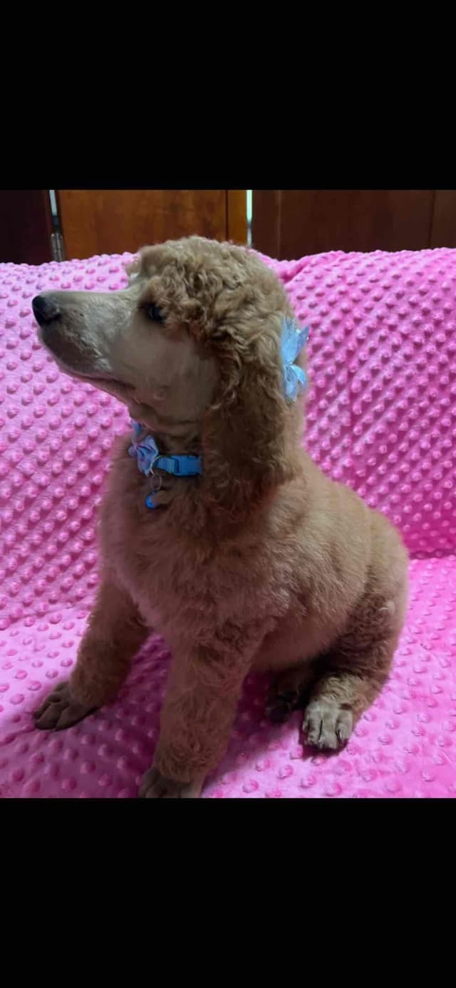 Sandy’s Amazing Bloodline Standard Poodle Puppies media 4