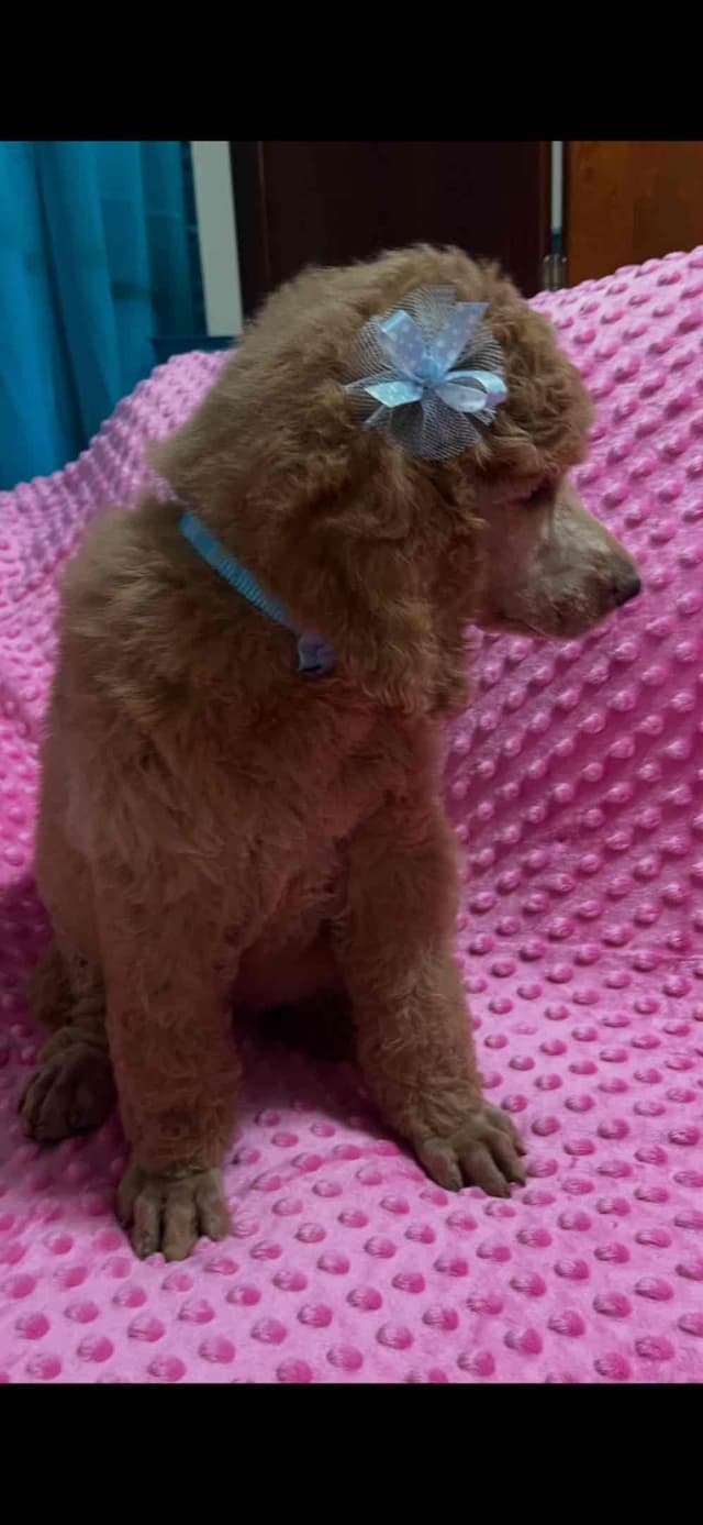 Sandy’s Amazing Bloodline Standard Poodle Puppies media 5