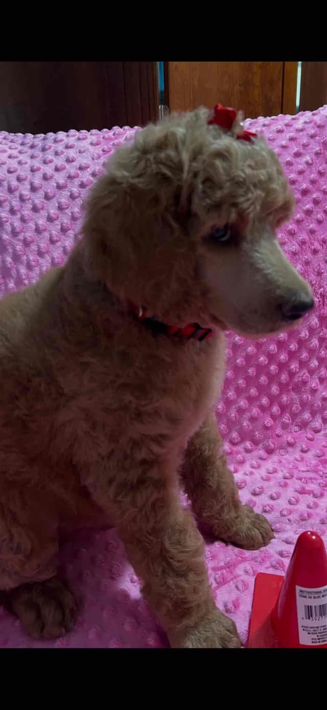 Sandy’s Amazing Bloodline Standard Poodle Puppies media 6