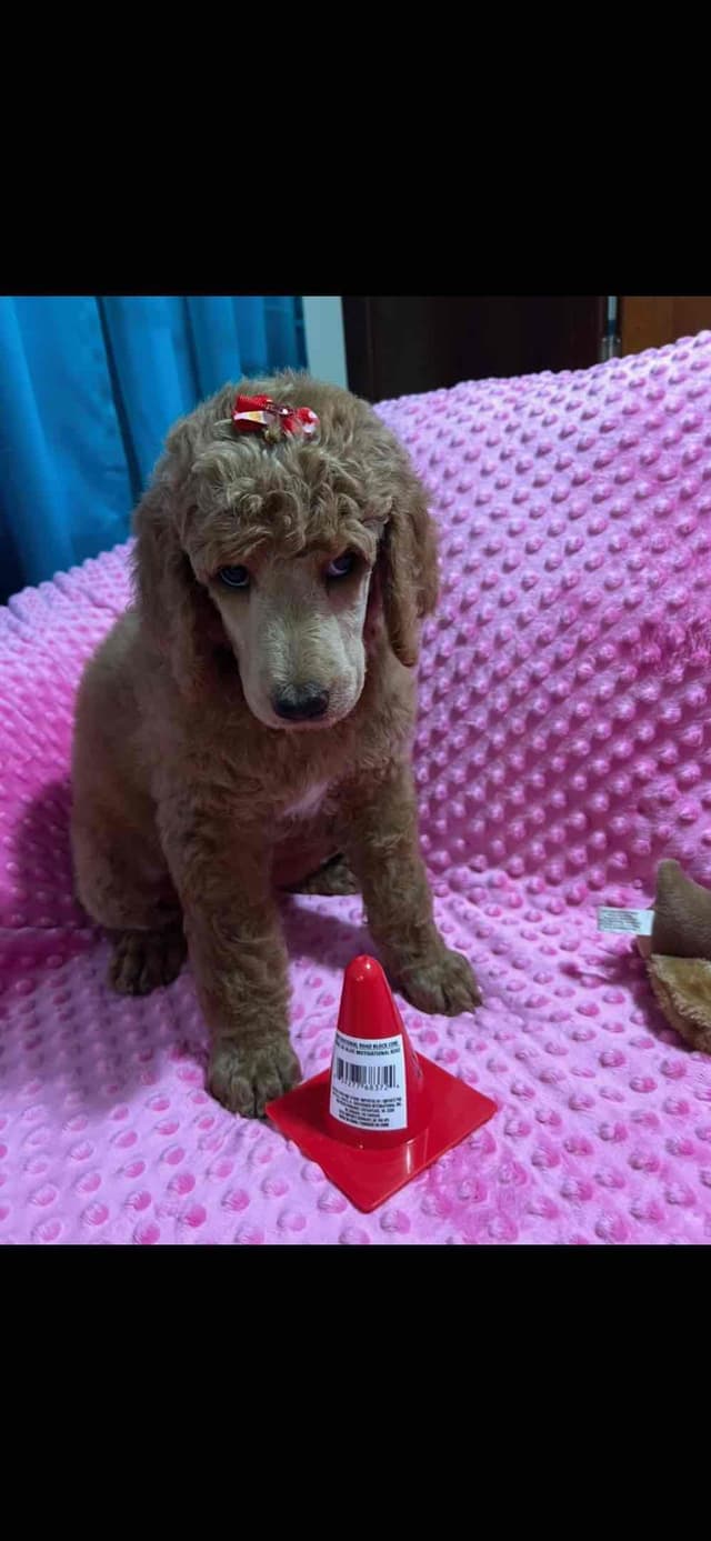Sandy’s Amazing Bloodline Standard Poodle Puppies media 7