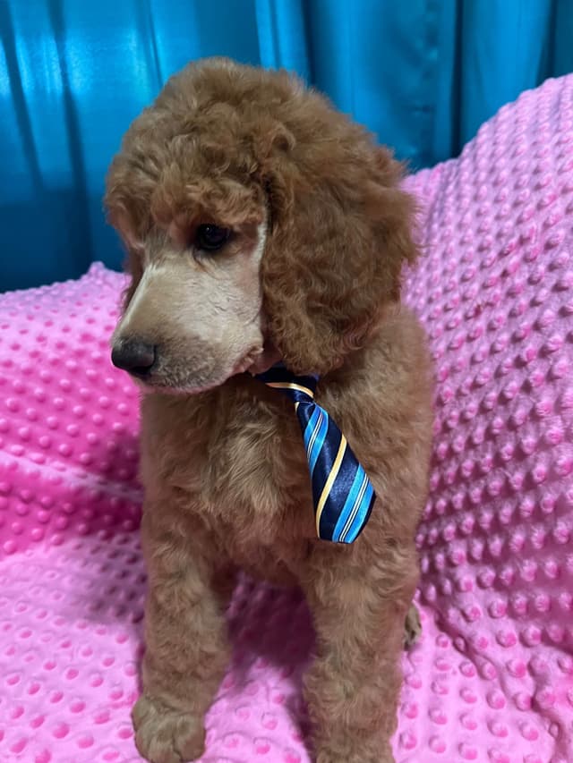 Sandy’s Amazing Bloodline Standard Poodle Puppies media 8