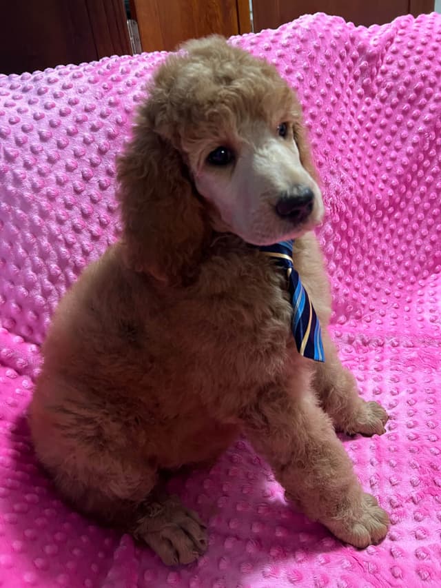 Sandy’s Amazing Bloodline Standard Poodle Puppies media 9