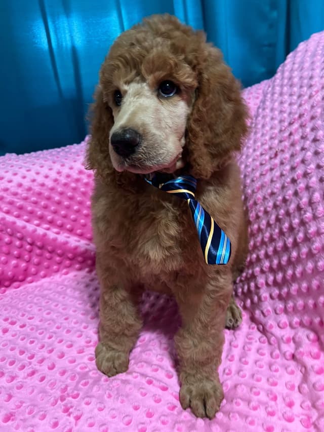 Sandy’s Amazing Bloodline Standard Poodle Puppies media 10