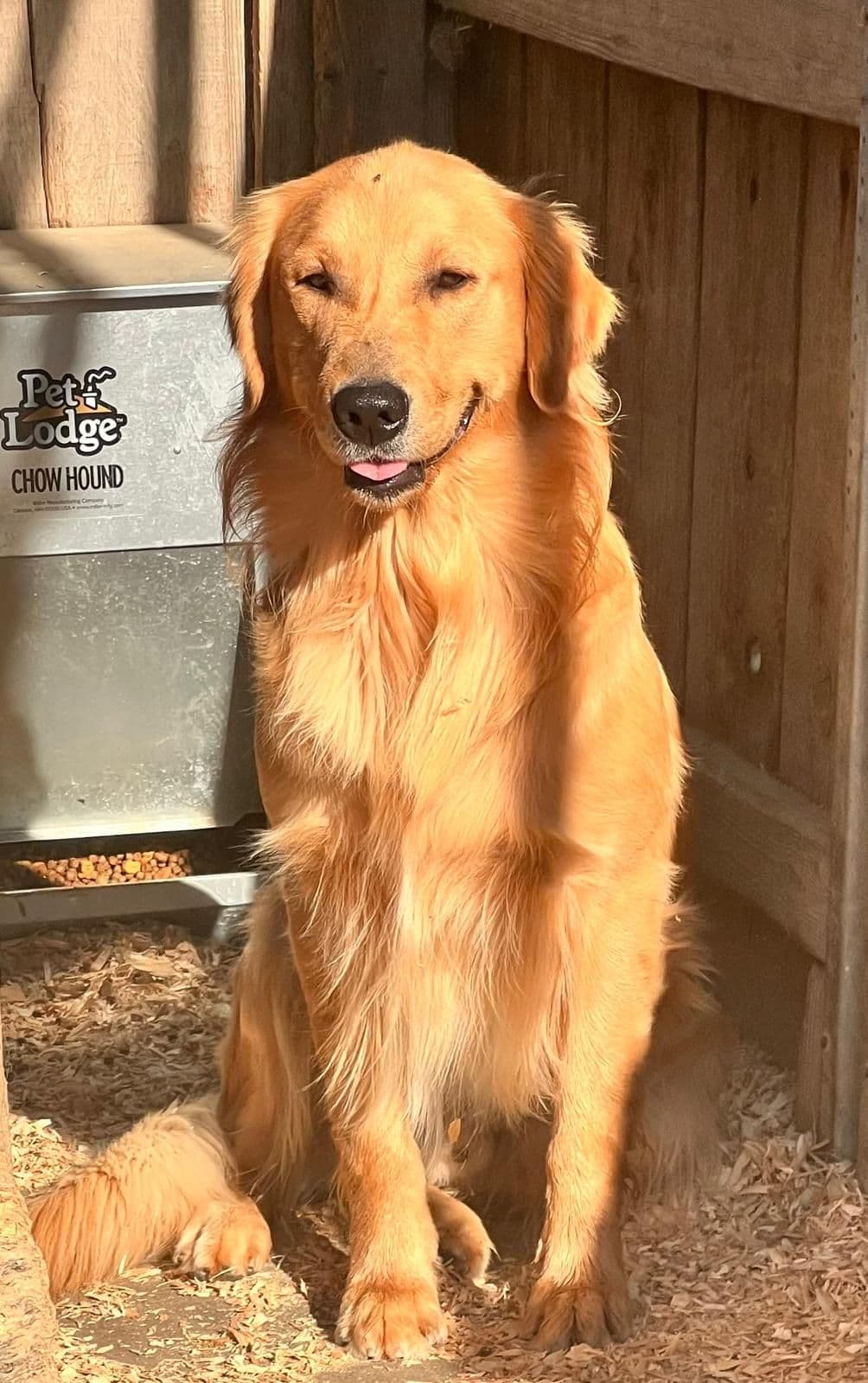 Golden Retriever Puppies breeder image 1