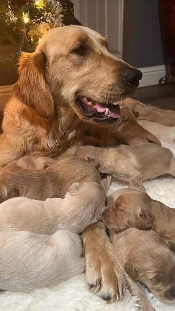 Golden Retriever Puppies media 2