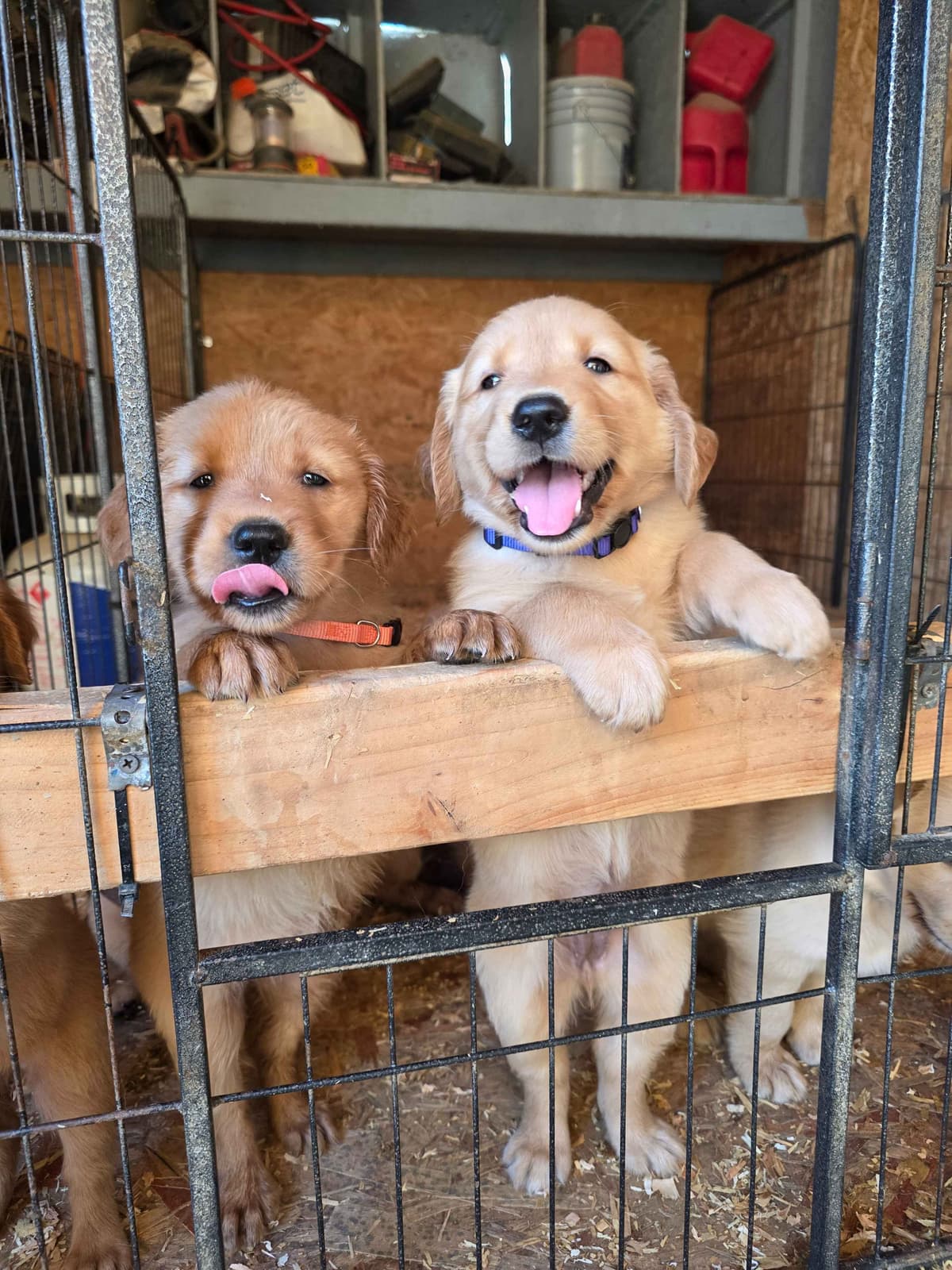 Golden Retriever Puppies breeder image 3