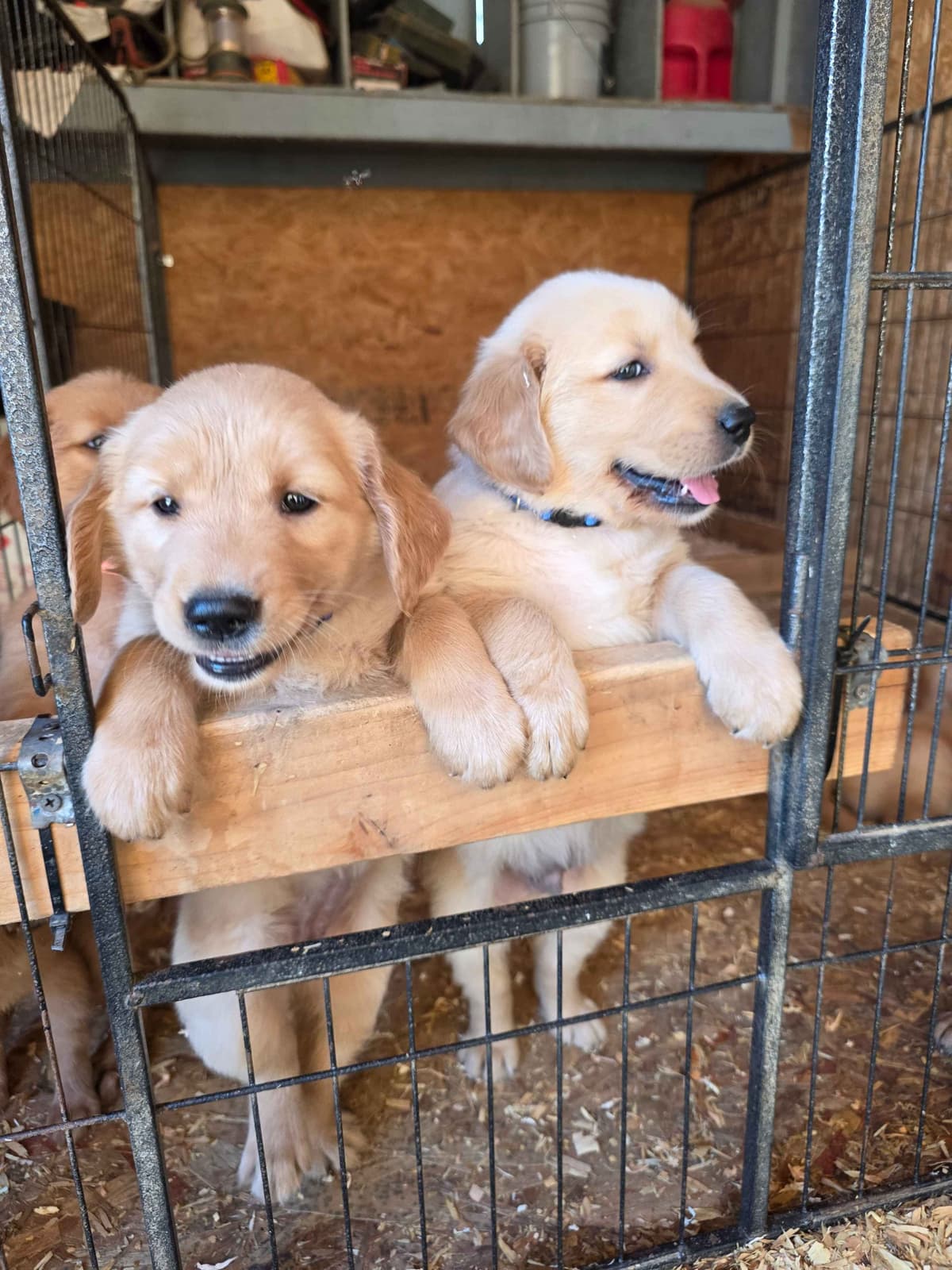 Golden Retriever Puppies breeder image 4