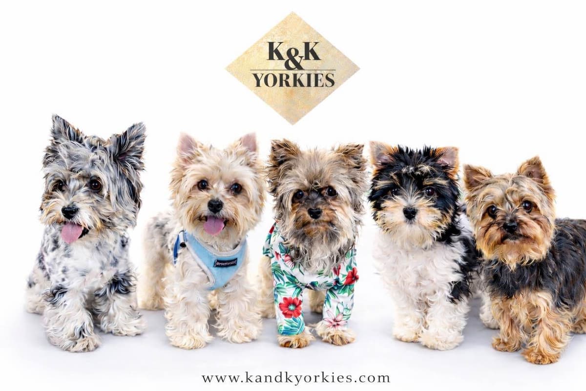 Yorkshire Terrier Puppies breeder image 1