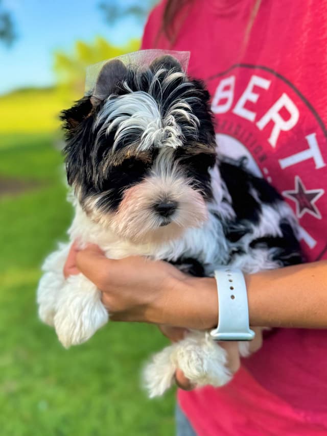 Yorkshire Terrier Puppies media 3