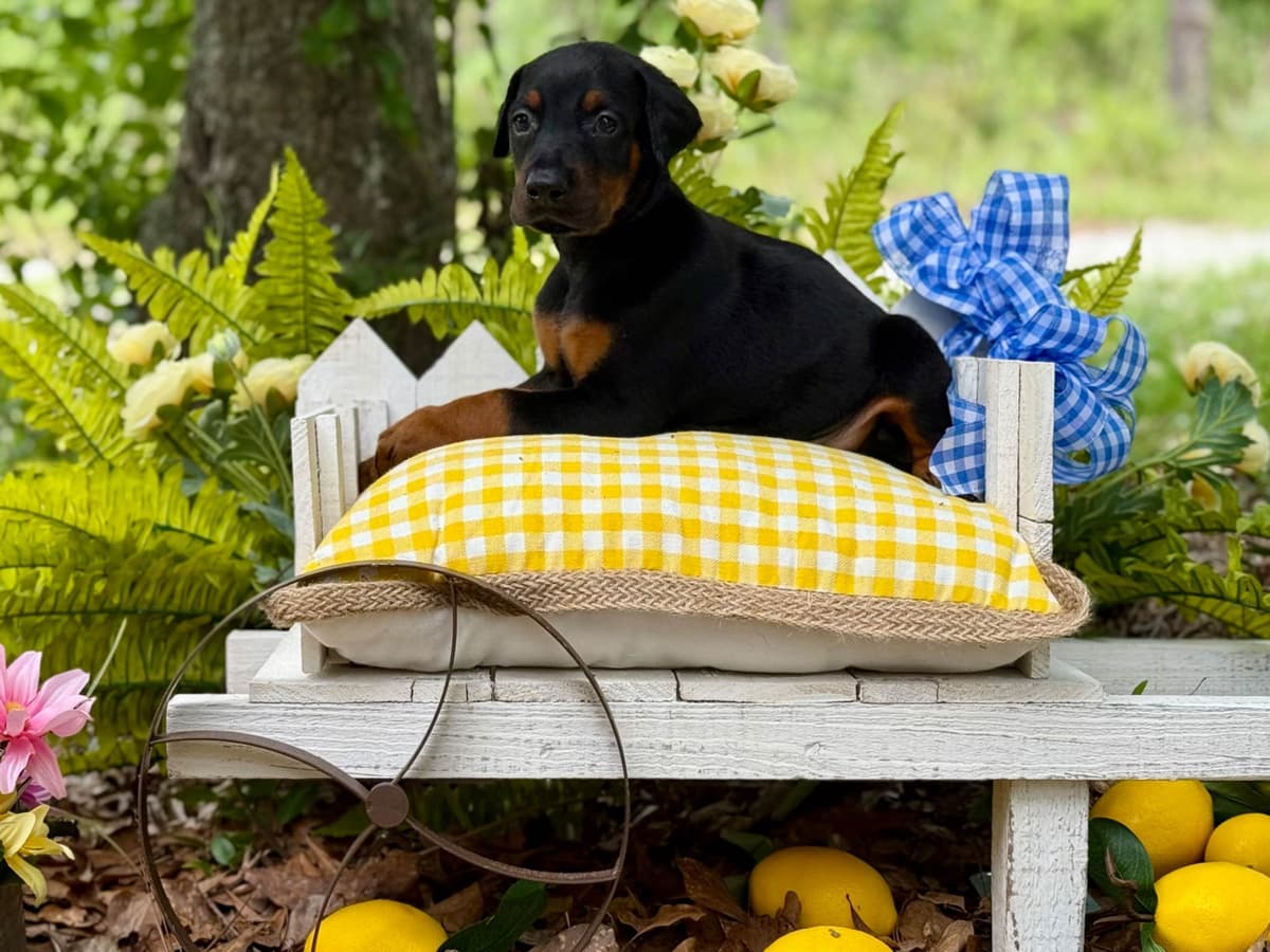 Doberman Pinscher Puppies breeder image 1