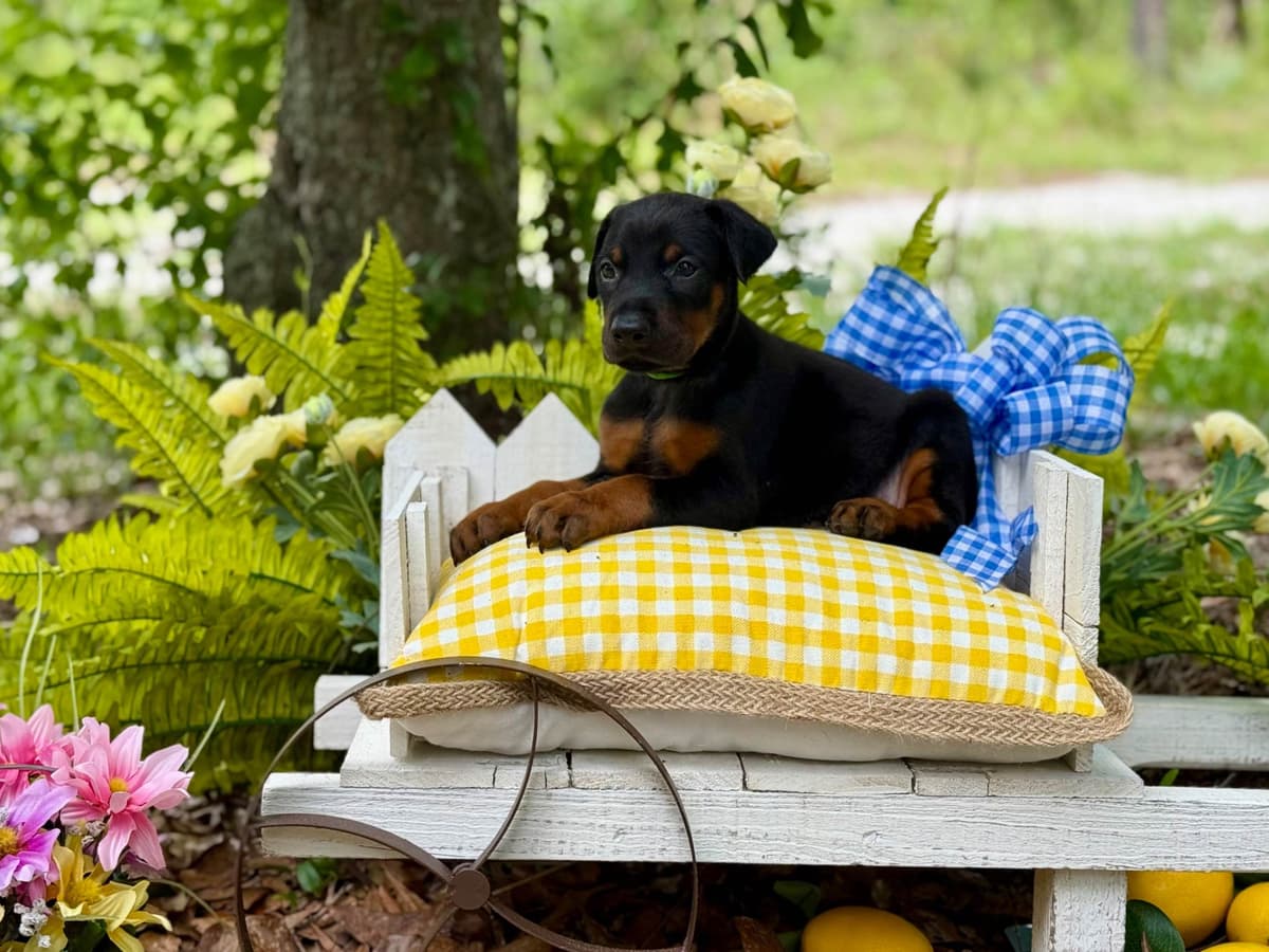 Doberman Pinscher Puppies breeder image 2