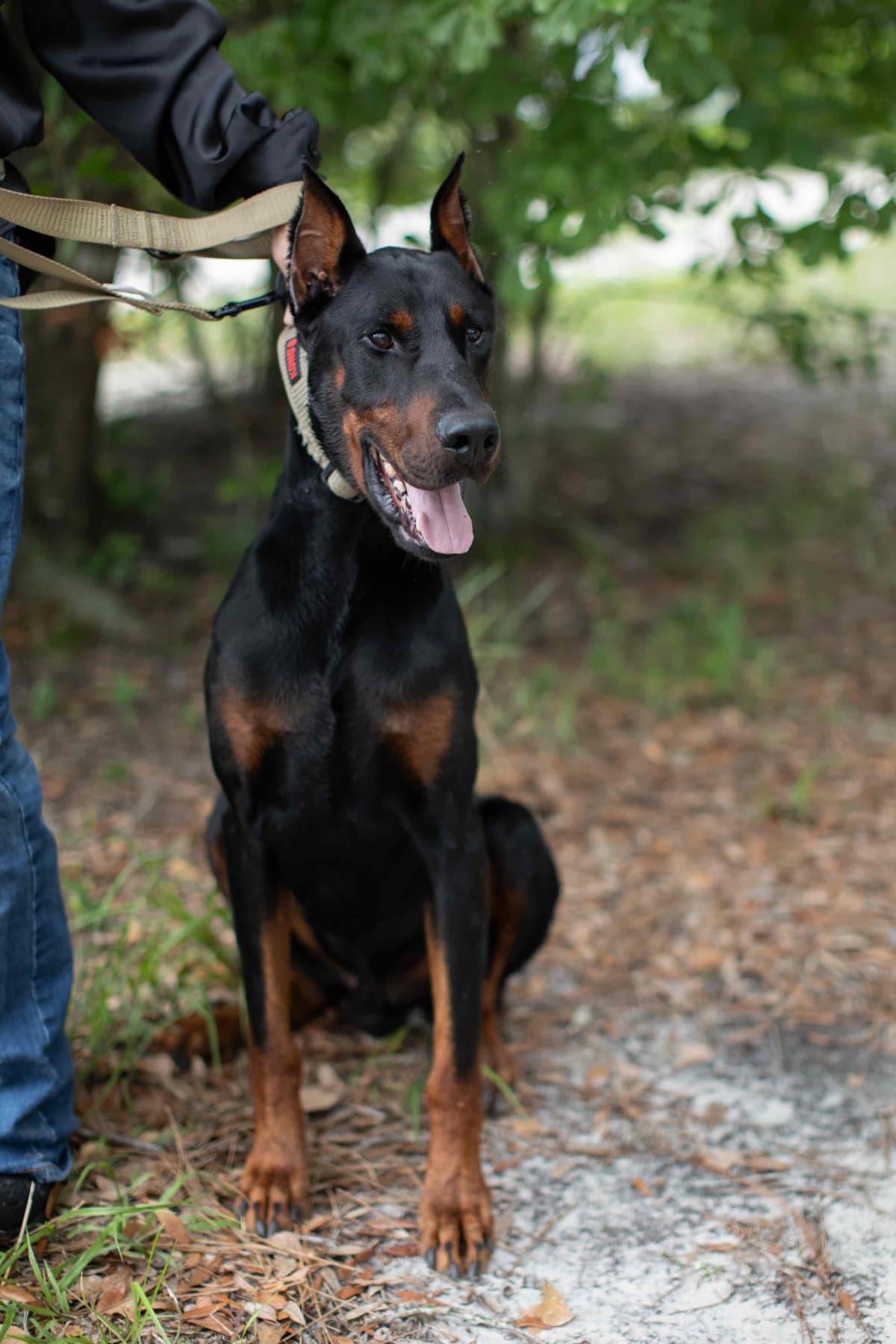 Doberman Pinscher Puppies breeder image 4
