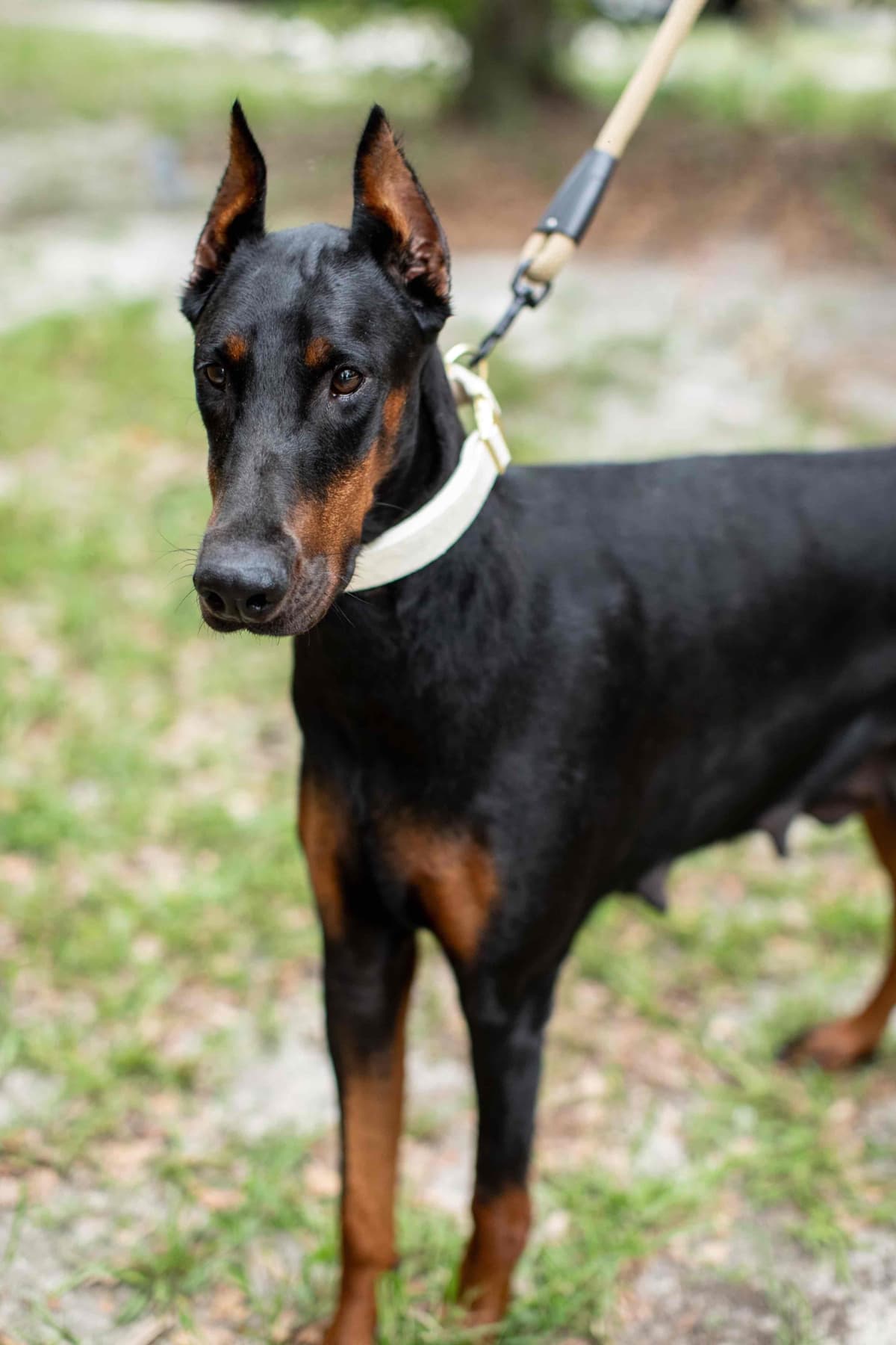 Doberman Pinscher Puppies breeder image 3