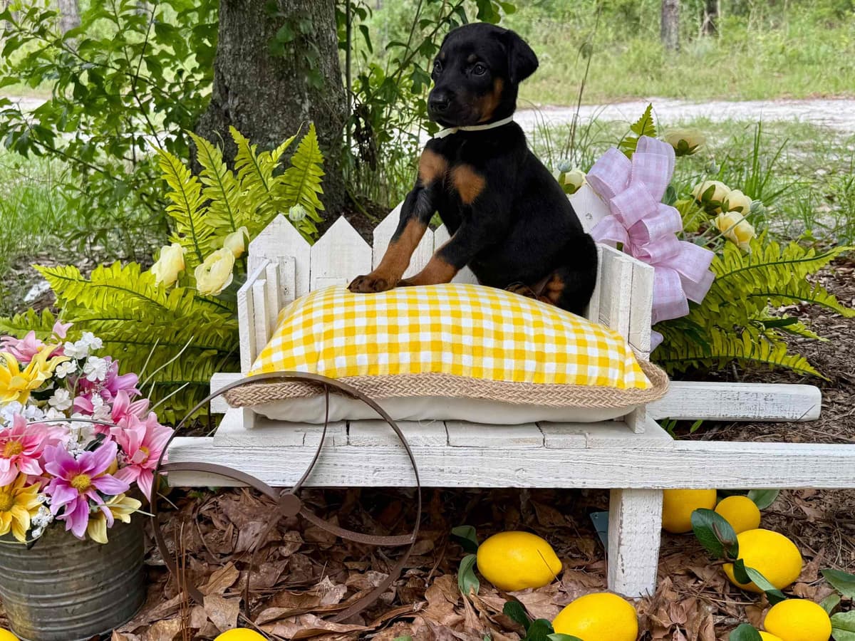 Doberman Pinscher Puppies breeder image 5