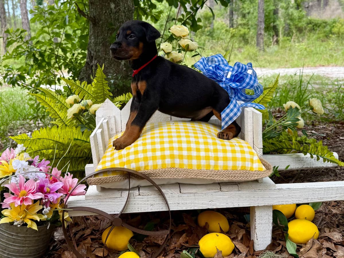 Doberman Pinscher Puppies breeder image 6