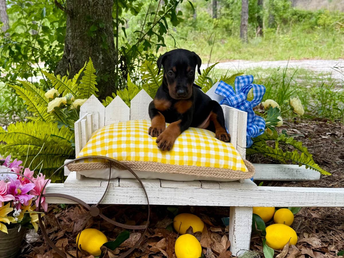Doberman Pinscher Puppies breeder image 7