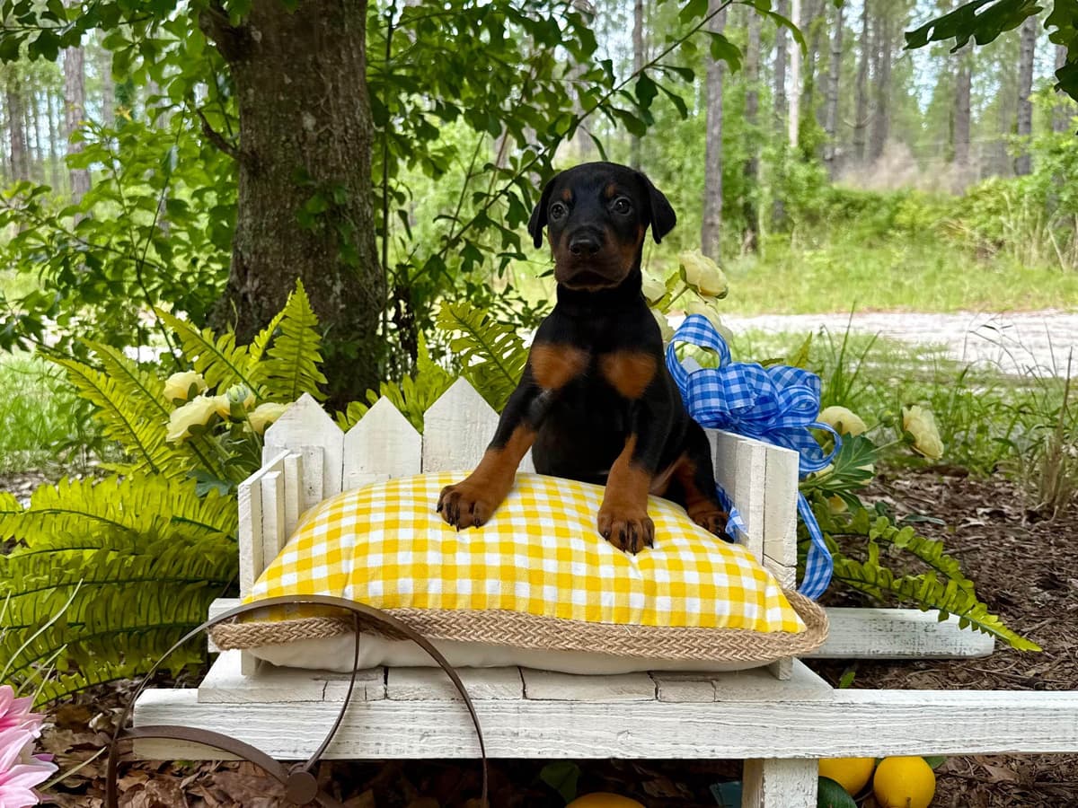 Doberman Pinscher Puppies breeder image 9