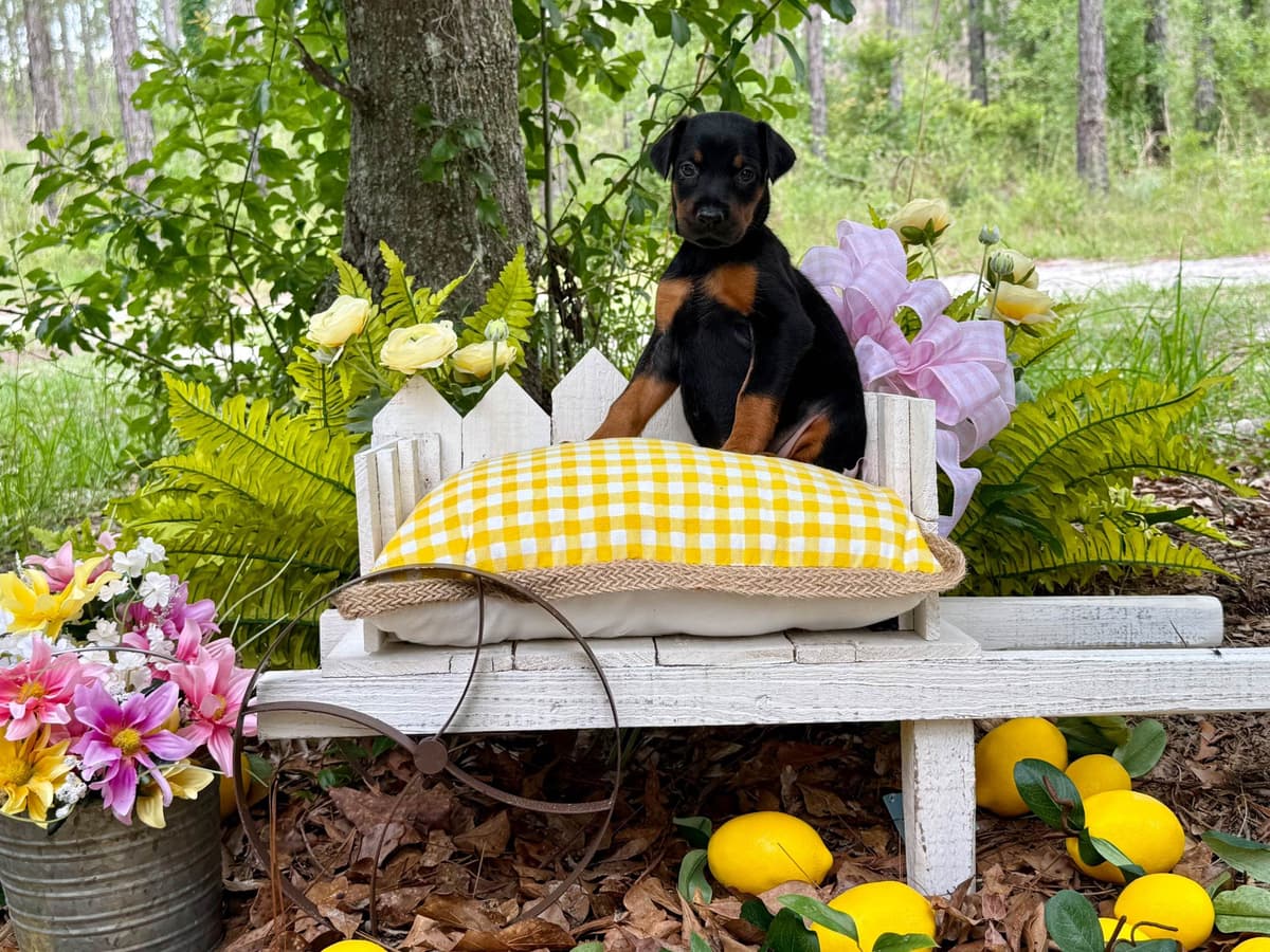Doberman Pinscher Puppies breeder image 11