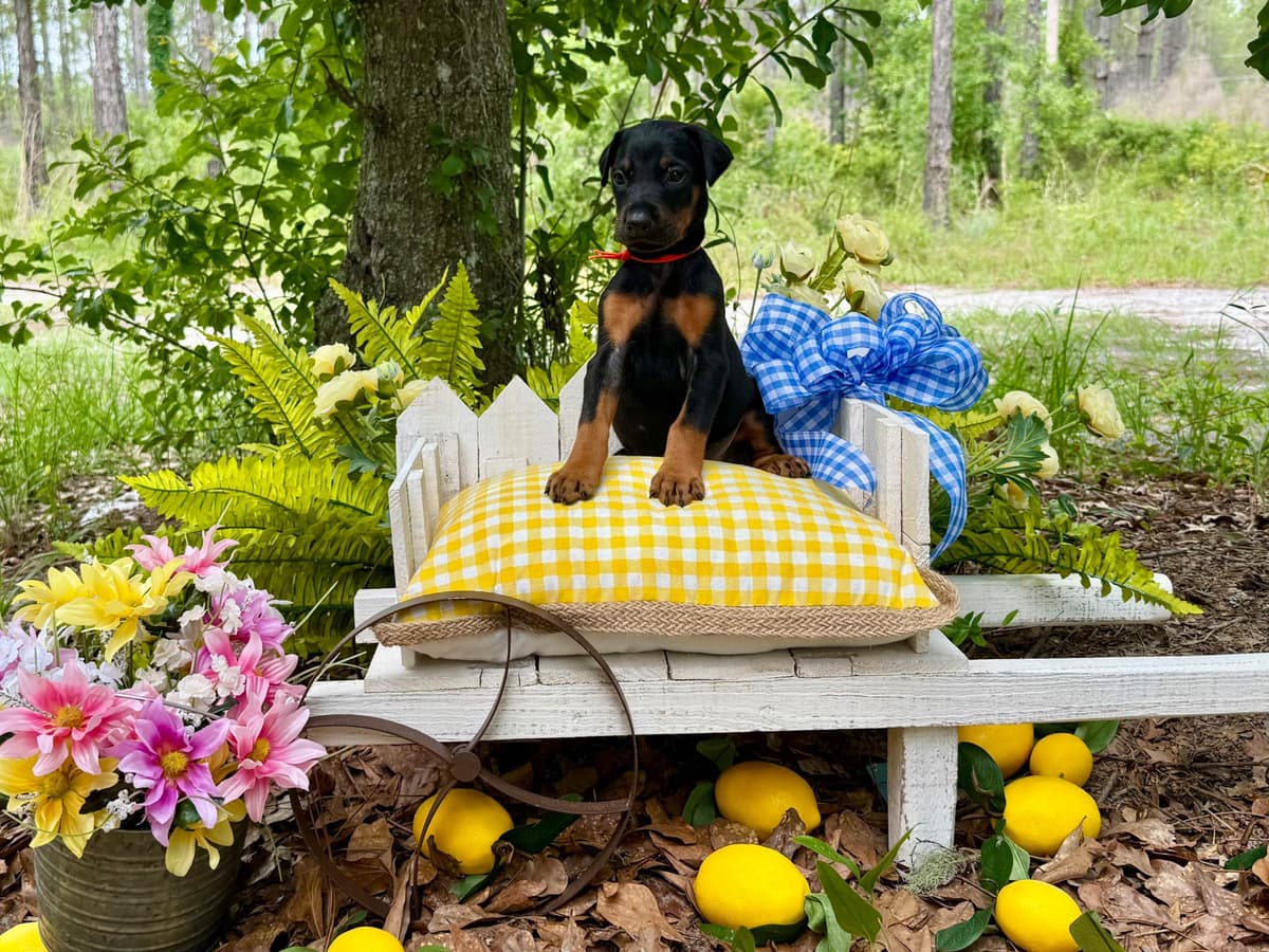 Doberman Pinscher Puppies breeder image 14