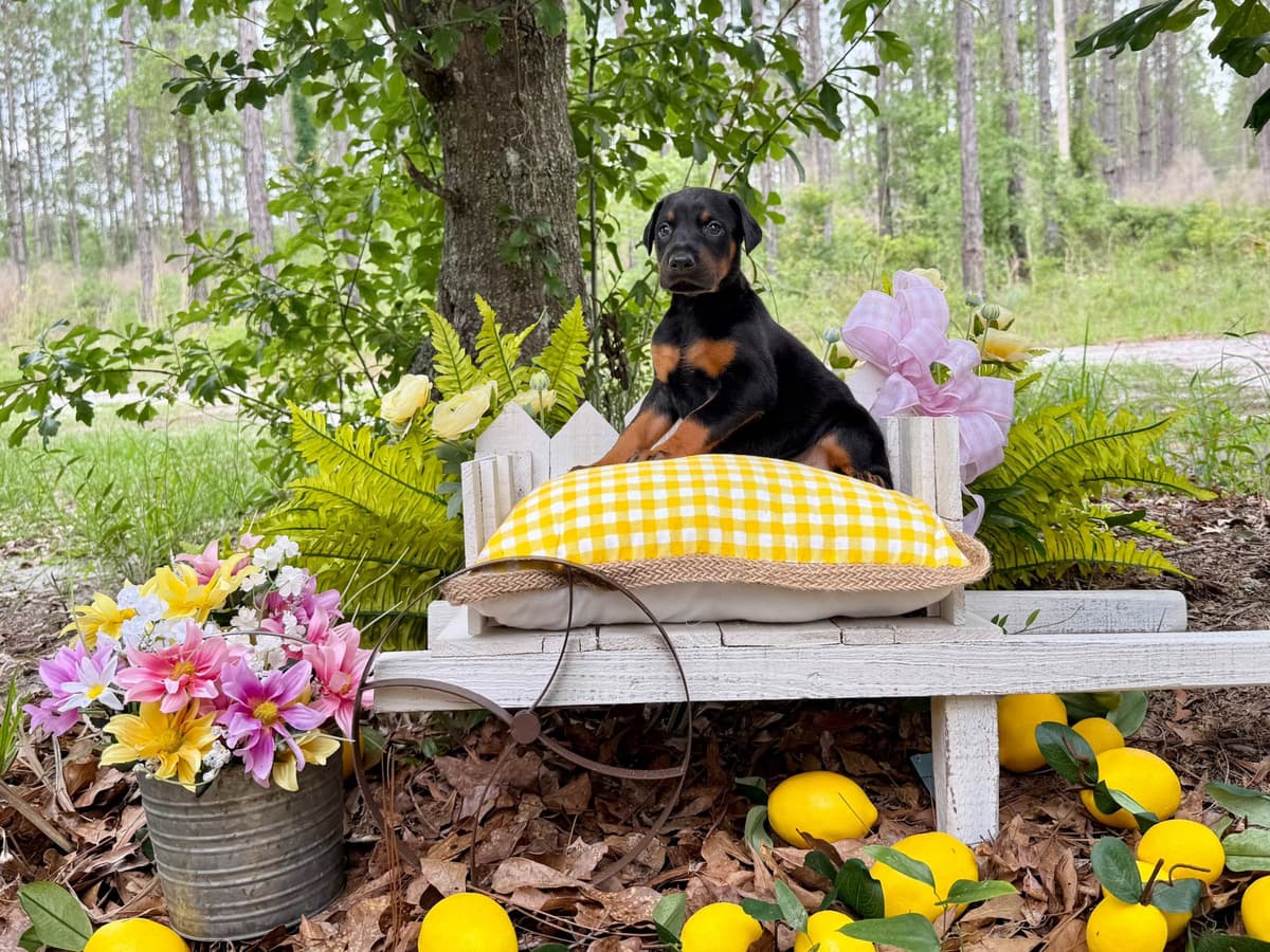 Doberman Pinscher Puppies breeder image 12