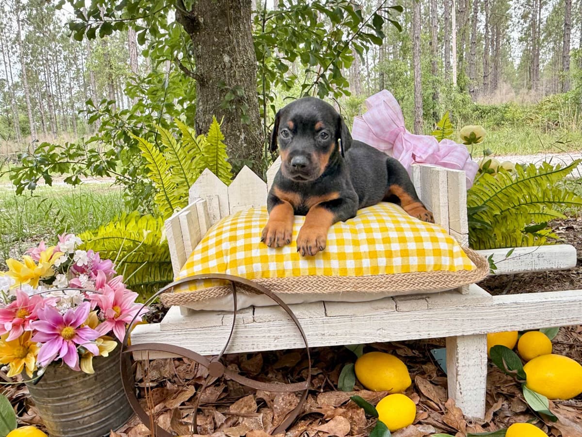 Doberman Pinscher Puppies breeder image 13
