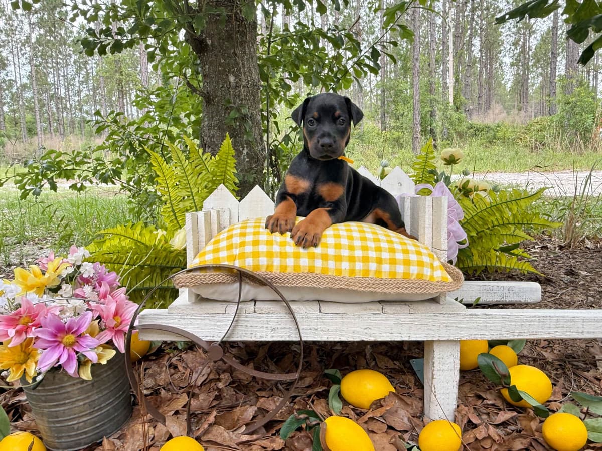 Doberman Pinscher Puppies breeder image 15