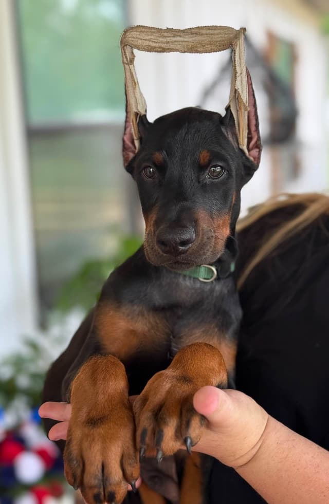 Doberman Pinscher Puppies media 3