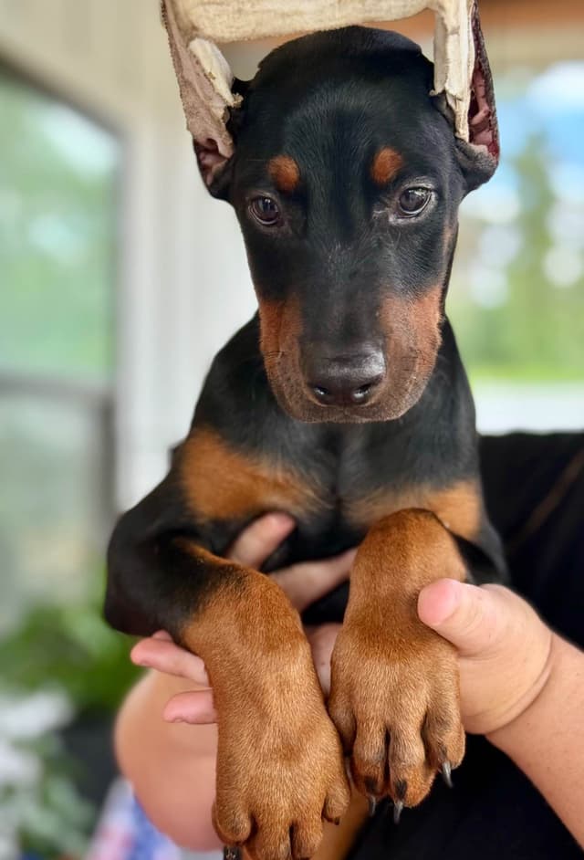 Doberman Pinscher Puppies media 6