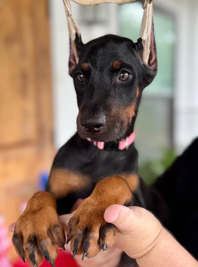 Doberman Pinscher Puppies media 5