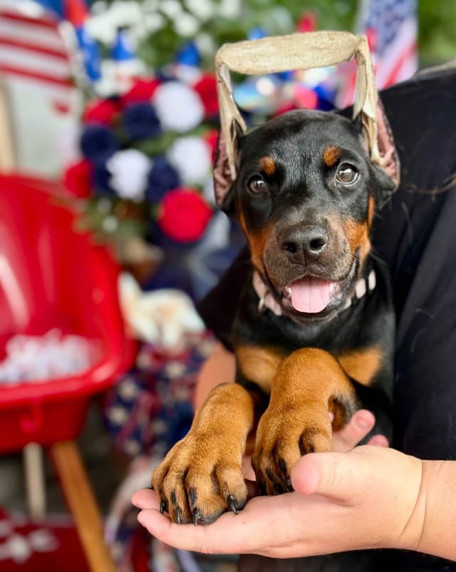 Doberman Pinscher Puppies media 2