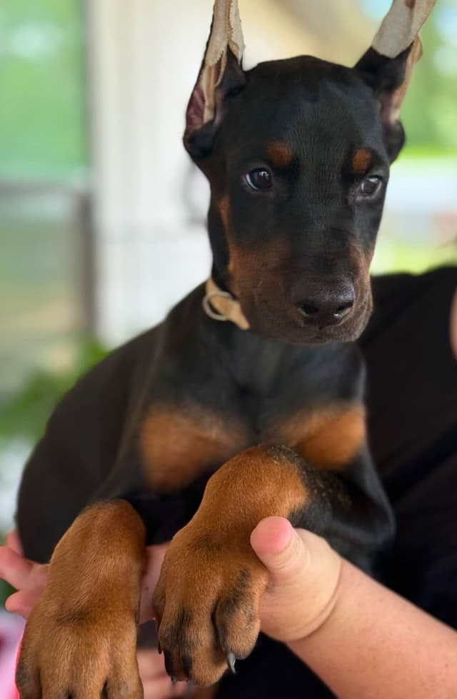 Doberman Pinscher Puppies media 4