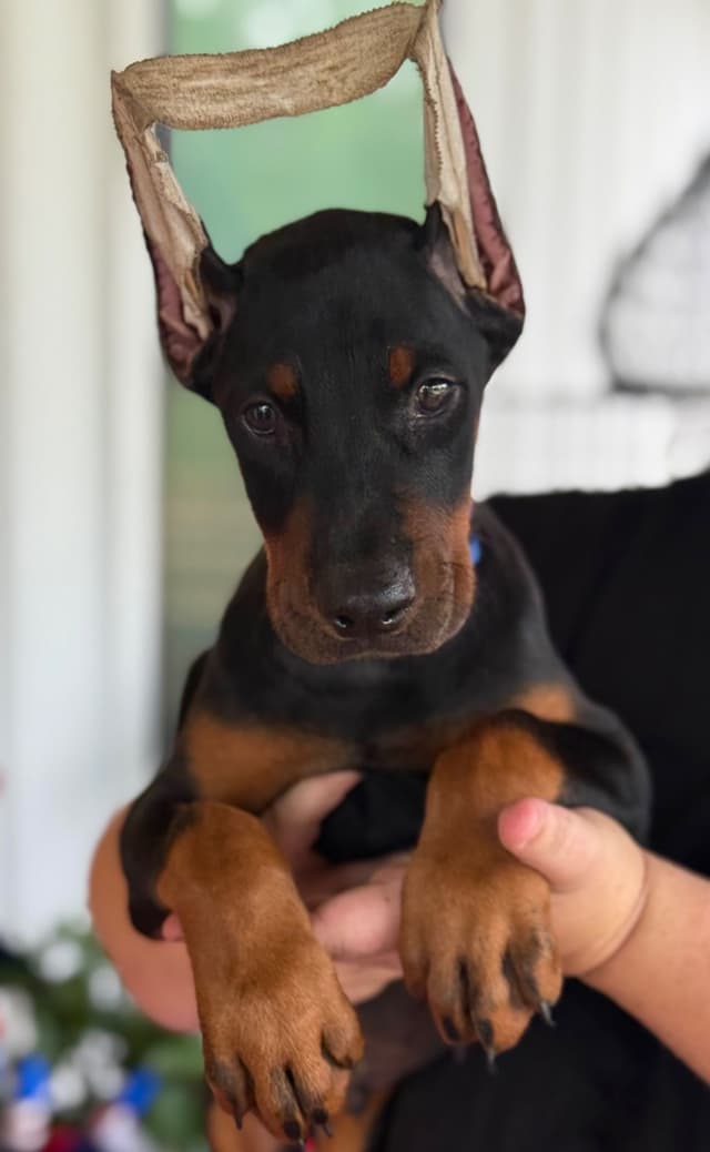 Doberman Pinscher Puppies media 7