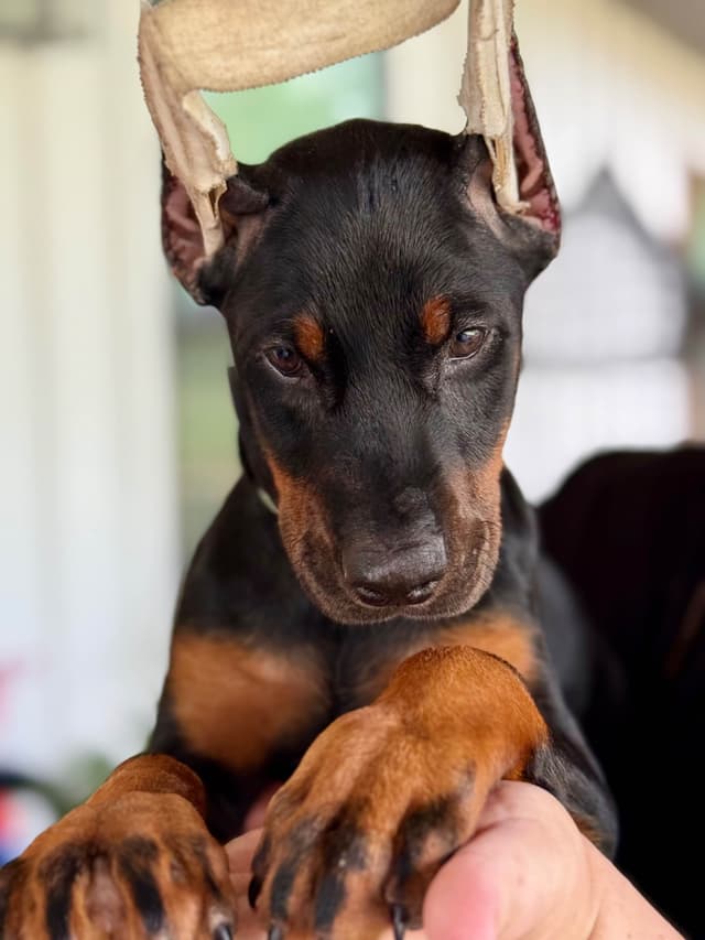 Doberman Pinscher Puppies media 8