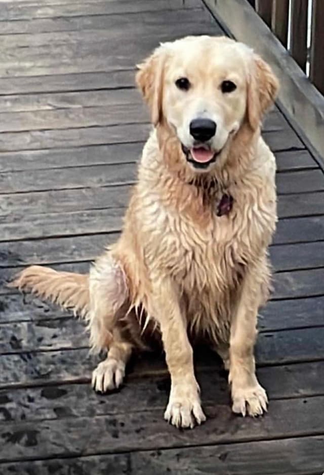 Golden Retriever Puppies media 14
