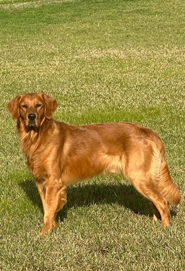 Golden Retriever Puppies media 13
