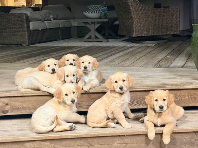 Golden Retriever Puppies media 12