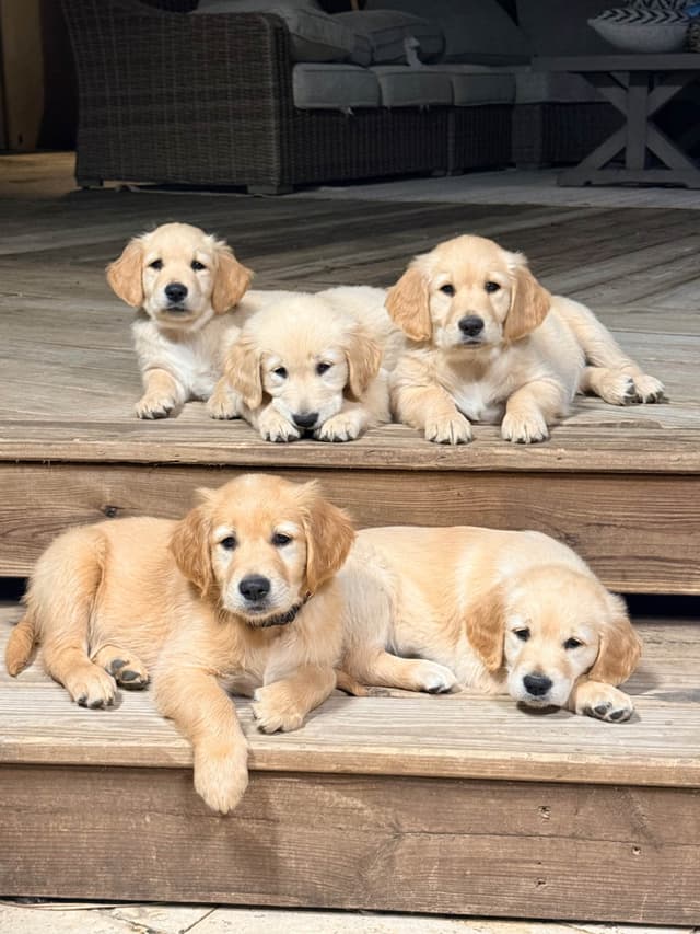 Golden Retriever Puppies media 11